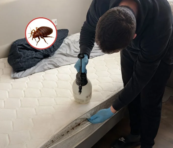 Technicien traitant un matelas contre les punaises de lit à Cannes-Écluse